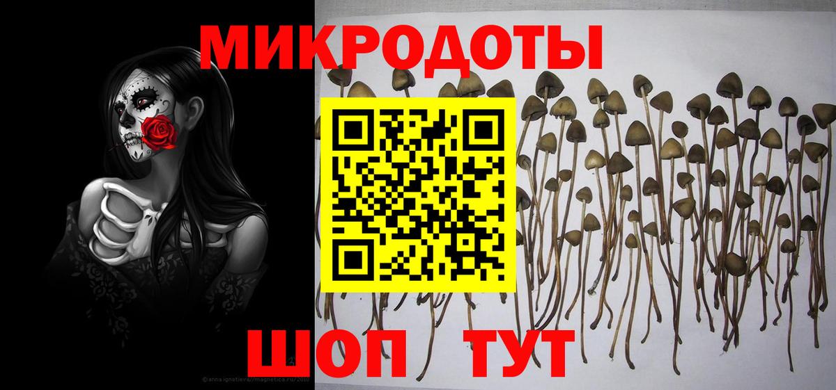 Псилоцибиновые грибы Psilocybine cubensis Тимашёвск